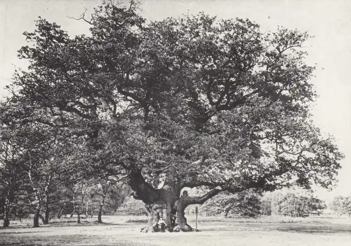 HERO The Major Oak, photographed in 1890