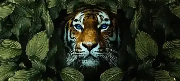 A tiger